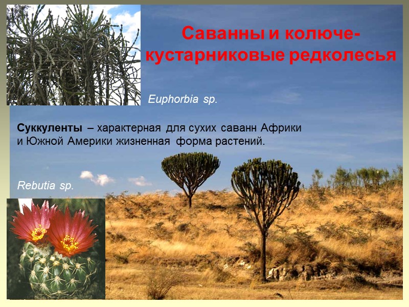 Саванны и колюче-кустарниковые редколесья Суккуленты – характерная для сухих саванн Африки  и Южной